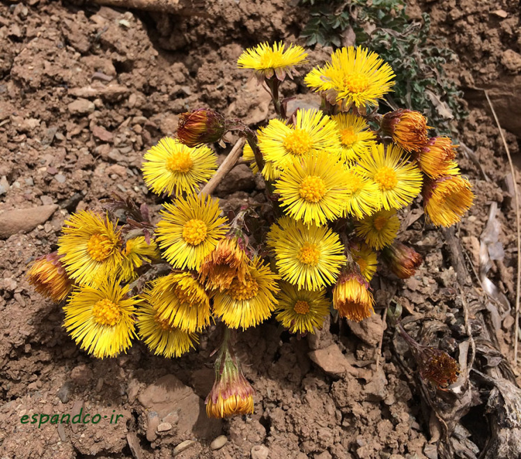 Tussilago farfara